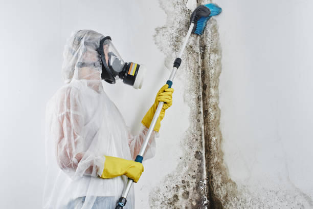 Best Post-Flood Mold Remediation in Waupaca, WI