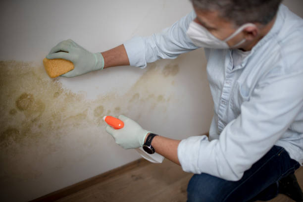 Best Kitchen Mold Remediation in Waupaca, WI