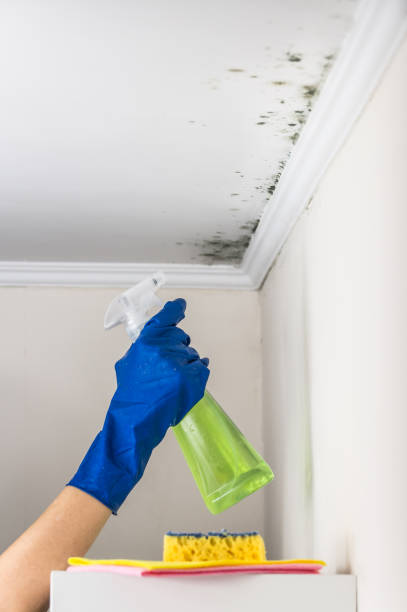 Best Crawl Space Mold Remediation in Waupaca, WI