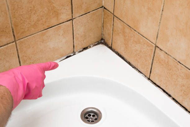 Best Basement Mold Remediation in Waupaca, WI